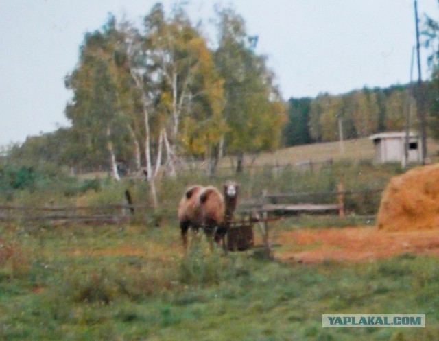 Вы ищете куда съыбаться? Есть выход - Монголия
