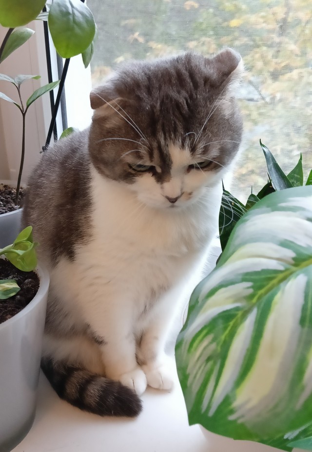 К - Котовторник ☺ Пополнение