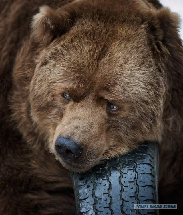 Однажды на лесной поляне...