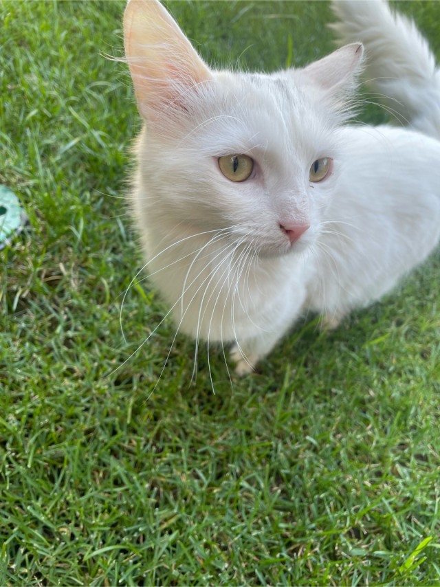 На котовторник