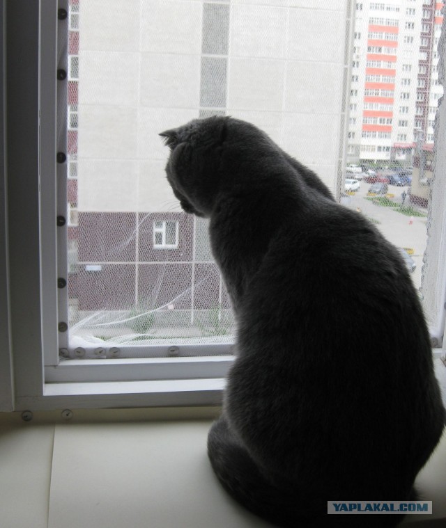 Котовторник 04.06.2013