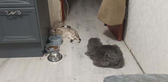 Котэ