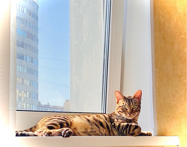Котовторник