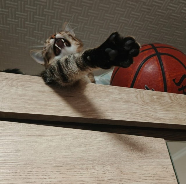 12 самых смешных котов в истории комического конкурса Comedy Pet Photography Awards