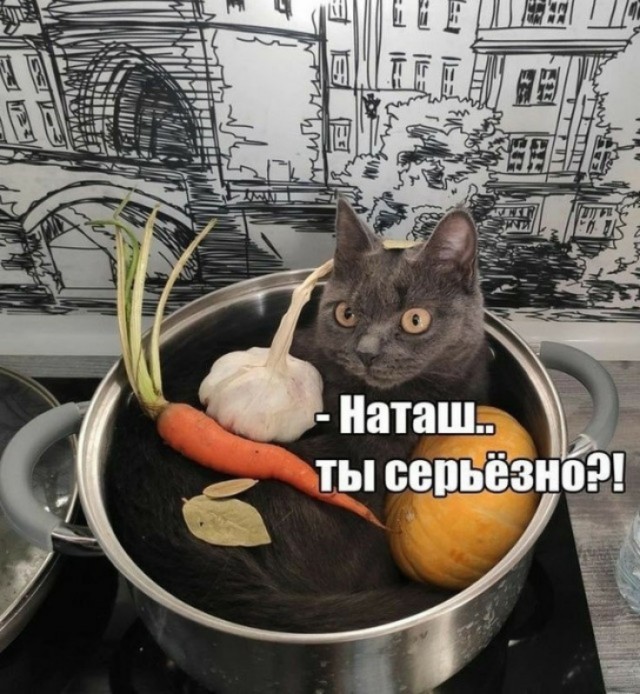 К котовторнику: подборка картинок-баянов с котиками и про котиков. Выпуск 2.