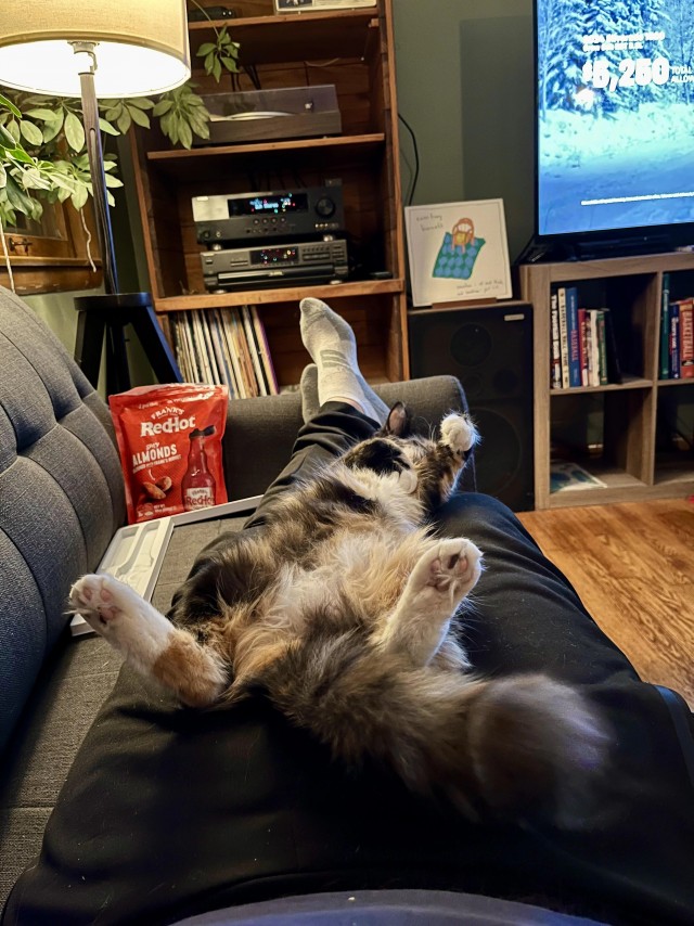 Такие разные трёхцветки