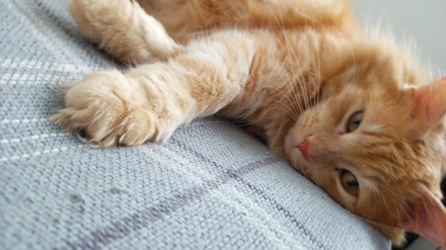 Совпало с котовторником.