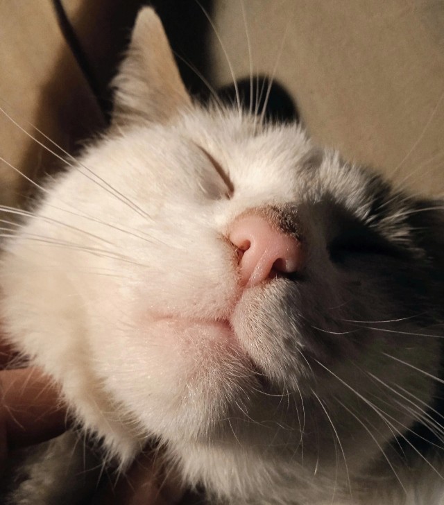 О!!!!! Кото четверг!!!!