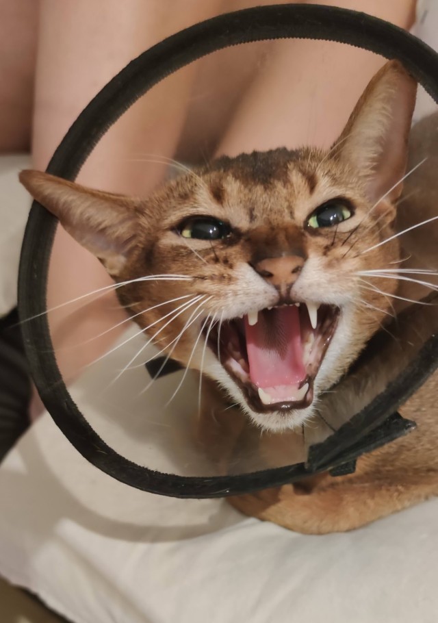 Реакция у коти прикольная