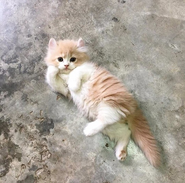 Котаны на охоте