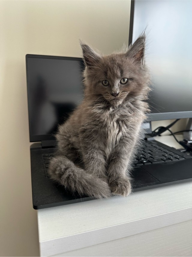 Котовторник вроде бы. Тоже присоединяюсь к рабам кошачьих.