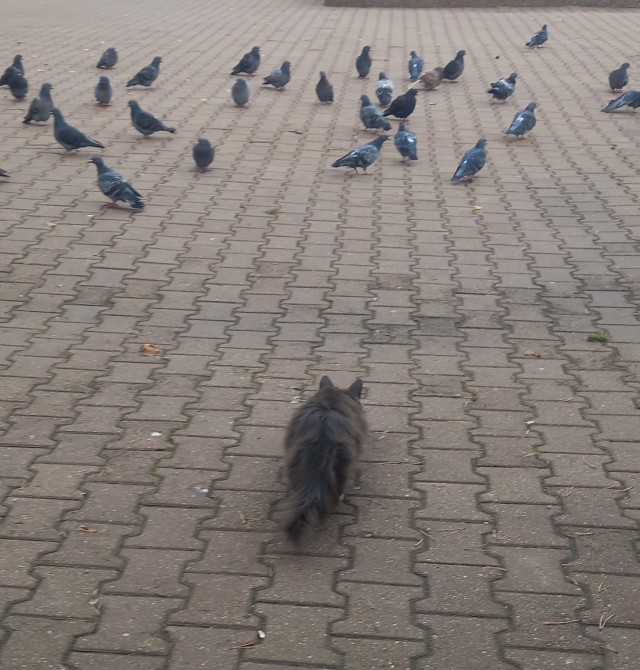 К котовторнику)