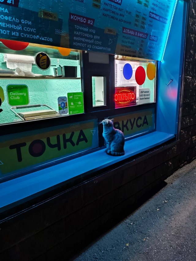 К котовторнику