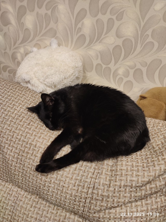 Ну... За кота