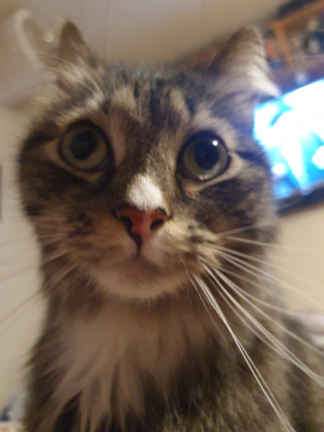 Привет, котовторник.
