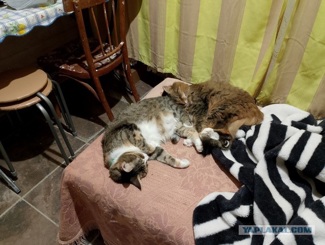 История одного котенка