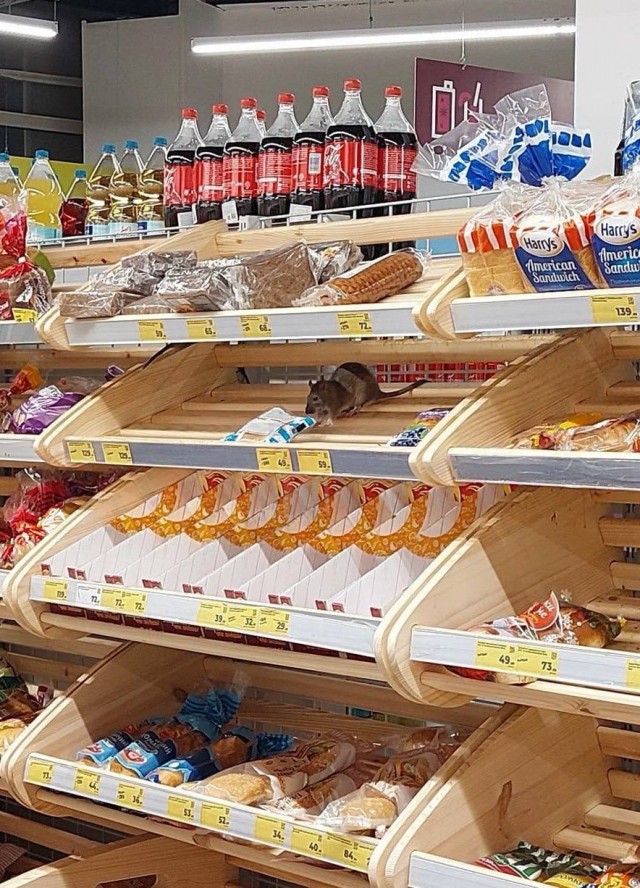 «Магнит» закрыли в Москве из-за крыс-гигантов