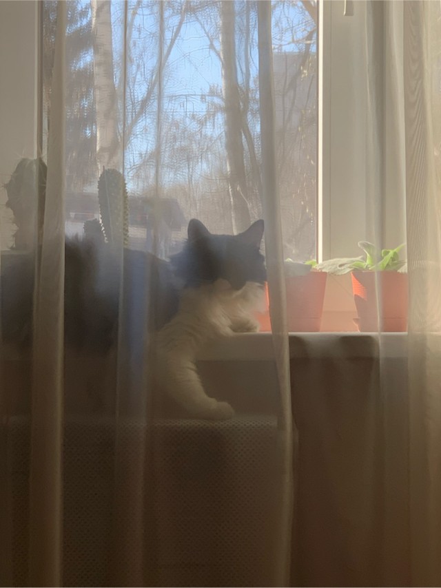 Было — Стало (котовторник)