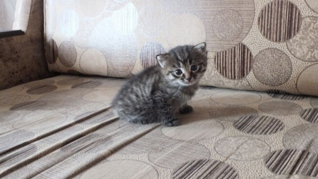 Снова наши коты