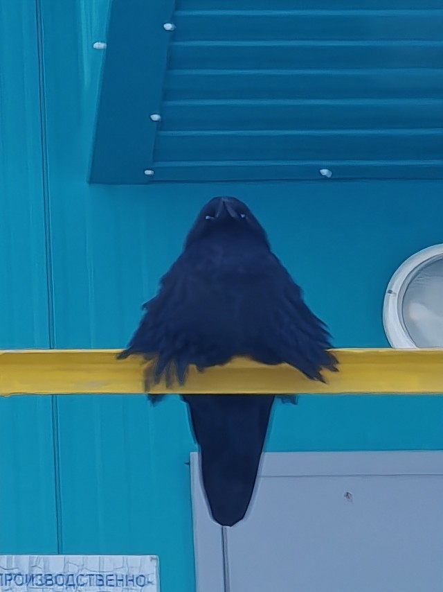 Вороне где‑то бог послал кусочек...