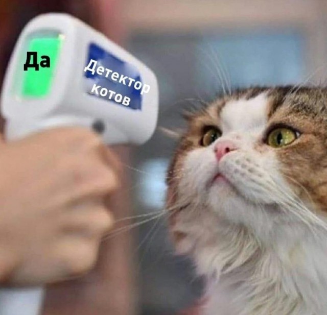 Возлюби кота ближнего своего