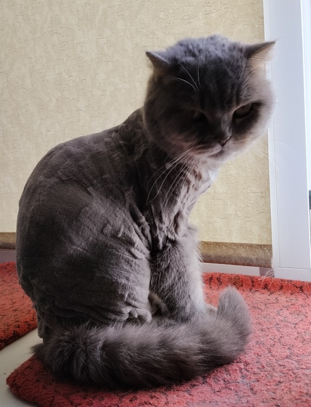 Вы слыхали, как поют коты?