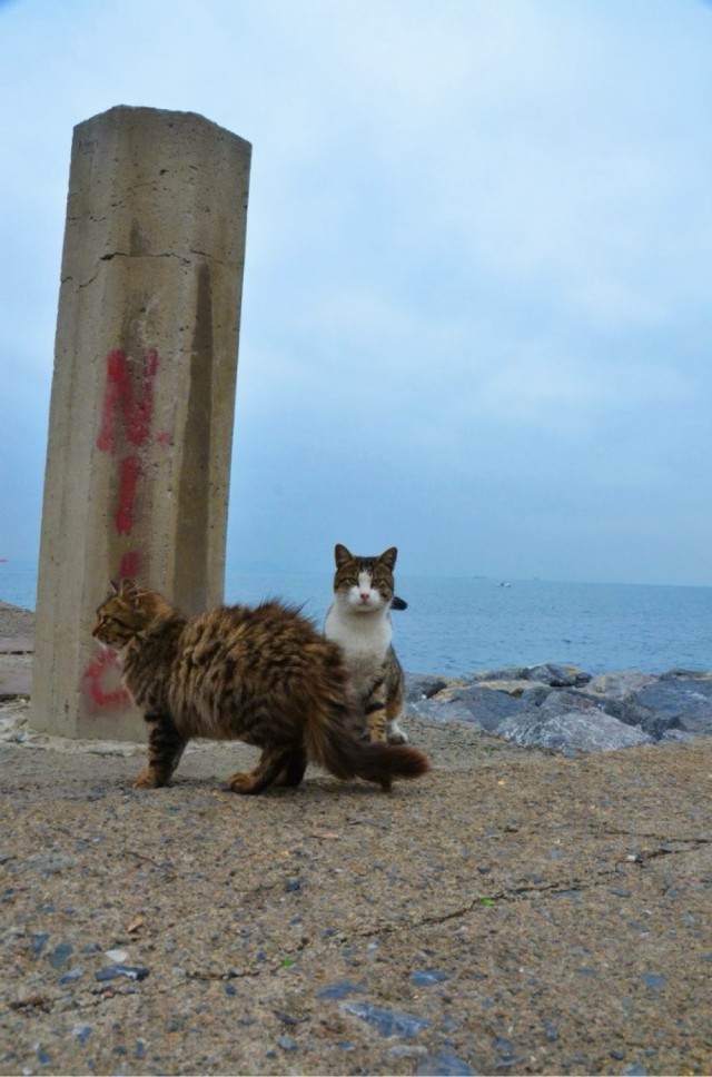 Кошки в Турции