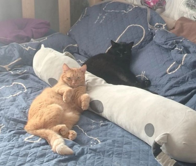 Фотки красивого кота.