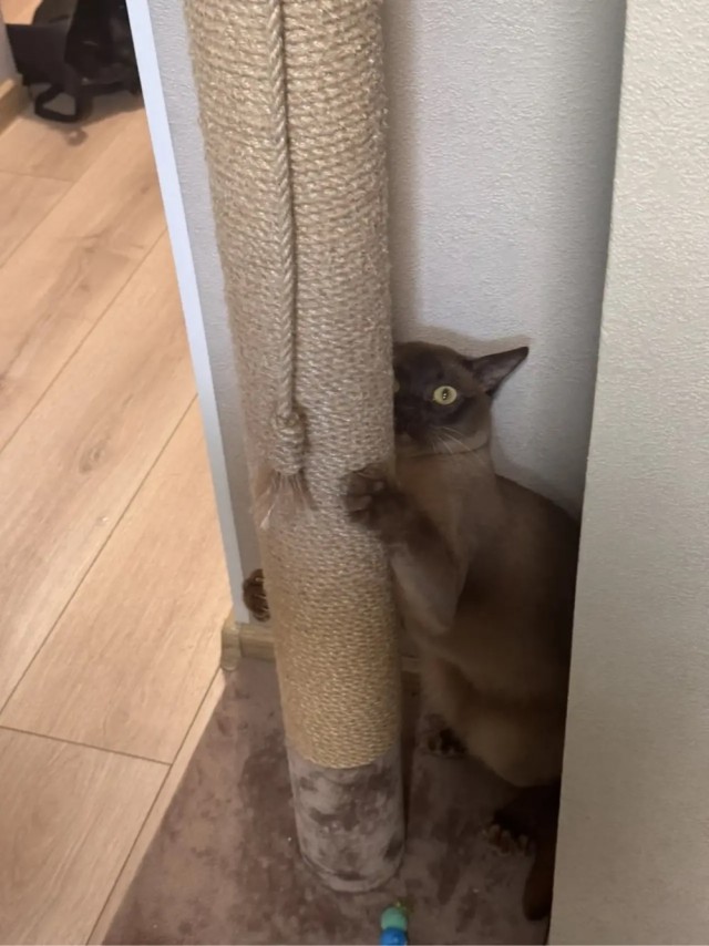 Котовторник