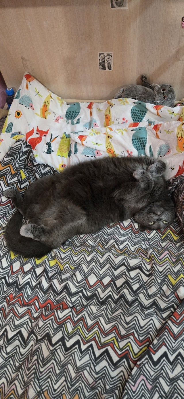 Очередной котовторник