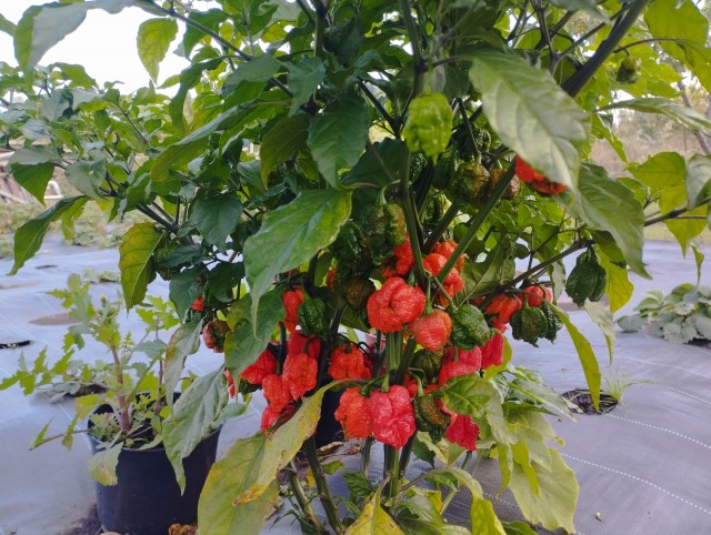 Каролинский жнец