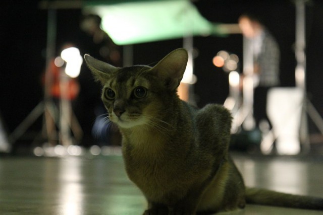 Котовторник 12.11.2013