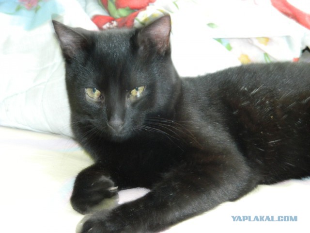 Новый член семьи