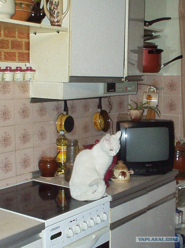 Котовторник 04.03.2014