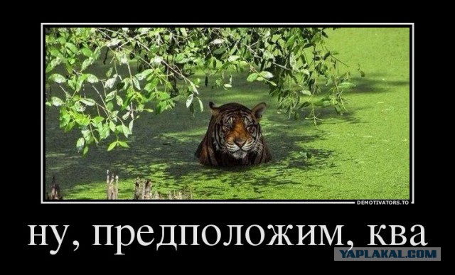 Как можно мучить кошку без палева и обид