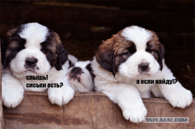 Собакочетверг