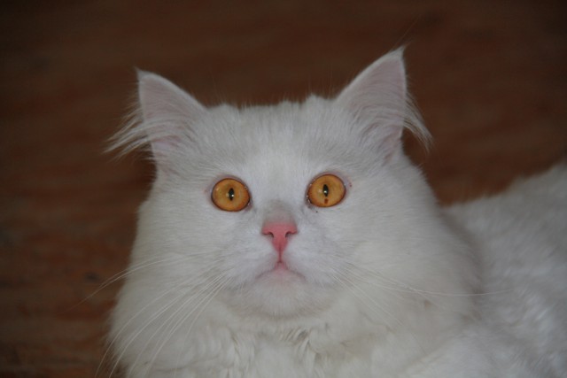Котовторник 12.08.2014