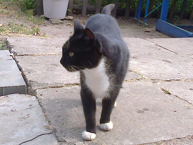 Котовторник