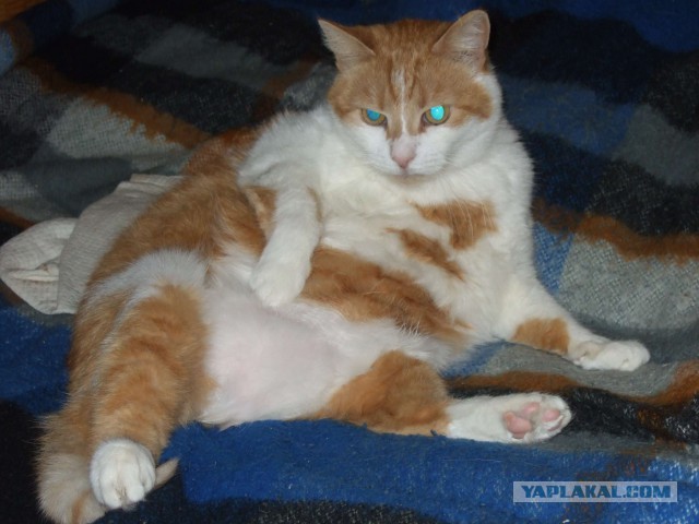 Перепись котопузов открыта=)