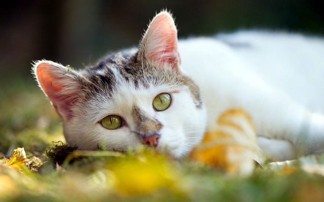 Котовторник
