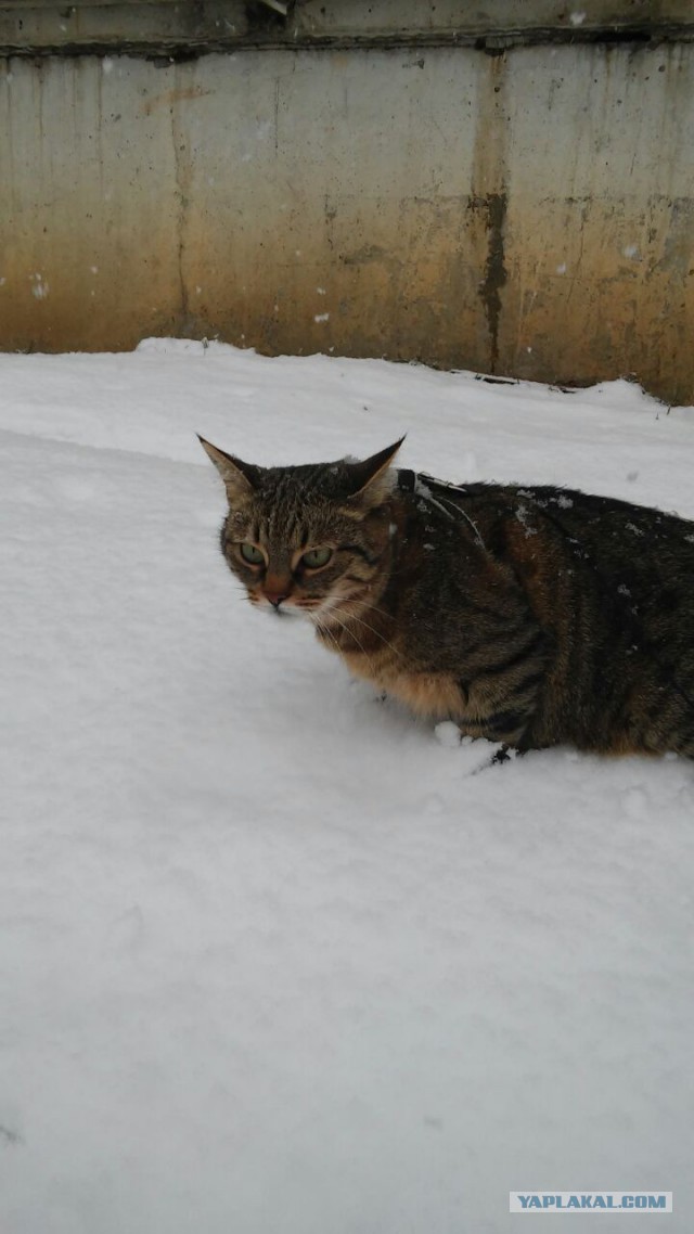 Котовторник 31.03.2015