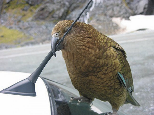 Наглые пернатые морды