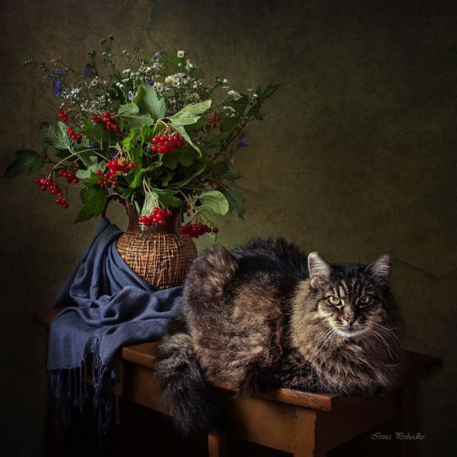 Котовторник наступил!:)