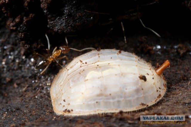 Муравьиное братство: пьяные оргии, «Поза чемоданчика» и «Не пади врагу»