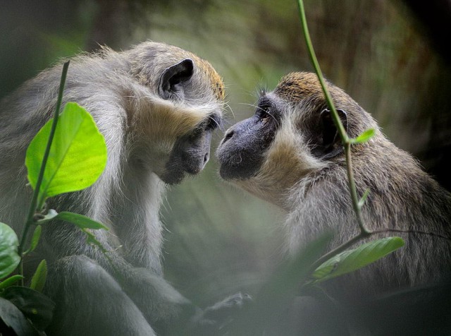 Эти глаза напротив. Калейдоскоп.