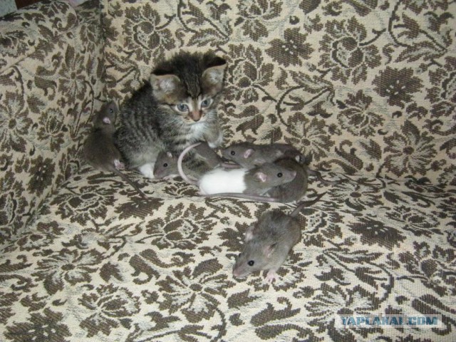 Котовторник 22.11.2016