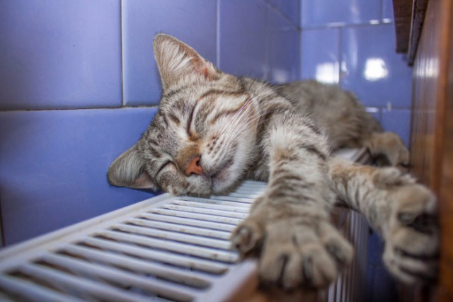 Коты из сети