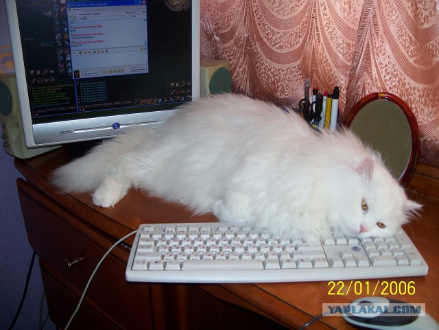Котовторник 10.01.2017