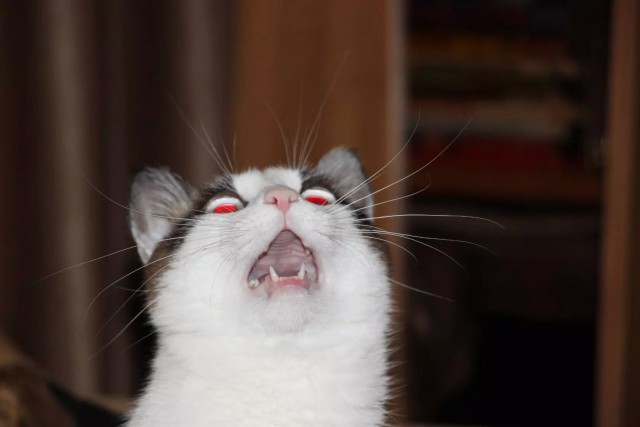 Коты из сети