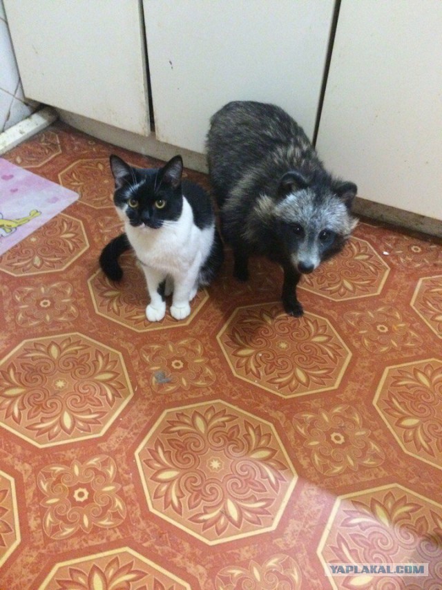19 шикарных кошек, которые стоят целое состояние